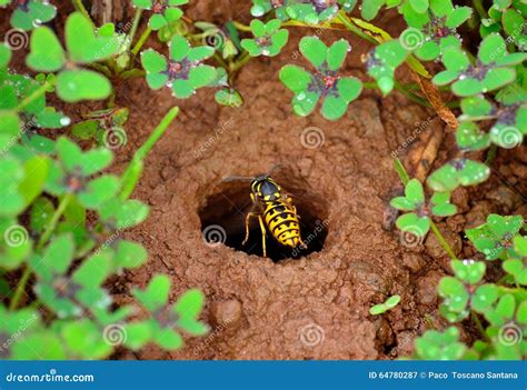 Wasp Nest With Larva Isolated On White Background - Asian Giant Hornet ...