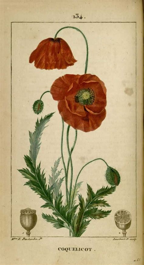 Botanical Drawings Flower Illustration Botanical Illustration