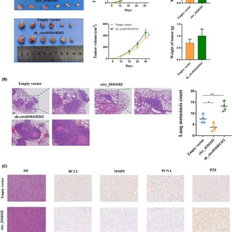 Circ Inhibits Colorectal Cancer Crc Cell Growth In Vivo A