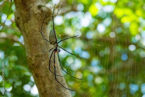 Giant Golden Orb Weaver (Nephila pilipes) spider, Whitsunday Islands ...