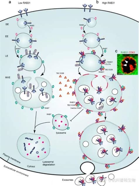 Cell Res 外泌体研究新突破，最新研究发现全新外泌体形成通路 知乎