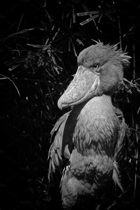 A Black And White Photo Of A Large Bird