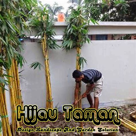 Jual Bambu Panda Bambu Kuning Bambu Hias Tanaman Pagar Hidup