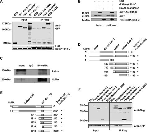 Nuclear Mitotic Apparatus Numa Interacts With And Regulates Astrin At