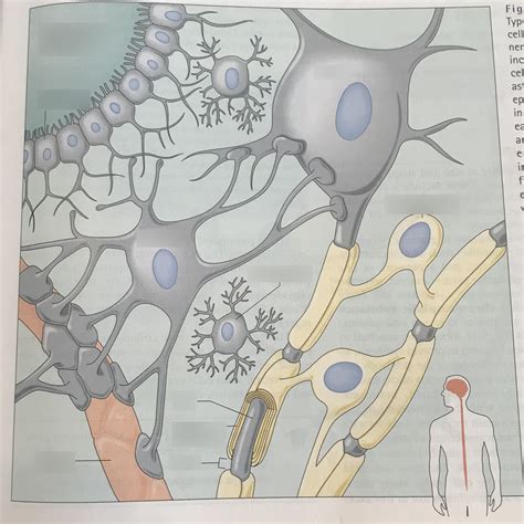 Unit 8 Nervous System Neuroglial Cell Diagram Diagram Quizlet