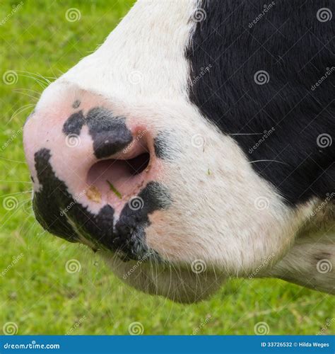 Close-up Nose Cow Stock Photography - Image: 33726532