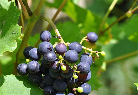 Phylogenetic Tree Weinrebe Vitis Vinifera L