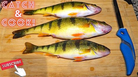 Catch And Cook Big Perch How To Cook And Fillet Perch The Anglers