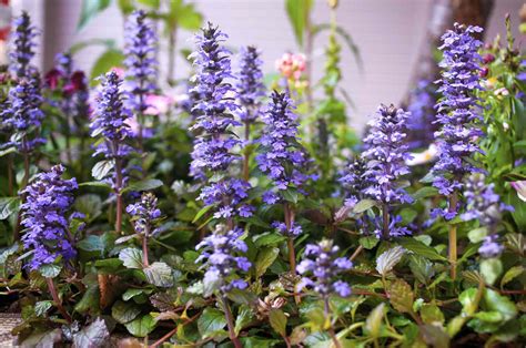 The 15 Best Ground Cover Plants