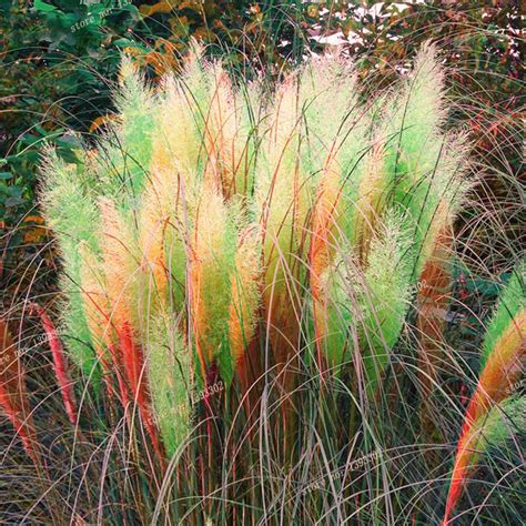 Mudflower Fake Blue Pampas Grass Seeds