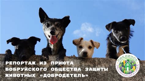 Репортаж из приюта Бобруйского общества защиты животных «Добродетель ...