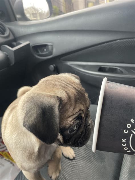 First Pup Cup Rpugs