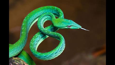 Top 10 Most Beautiful Snakes In The World 2018 Youtube