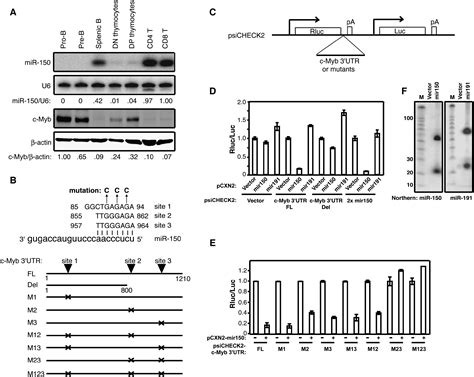 Mir 150 Controls B Cell Differentiation By Targeting The Transcription