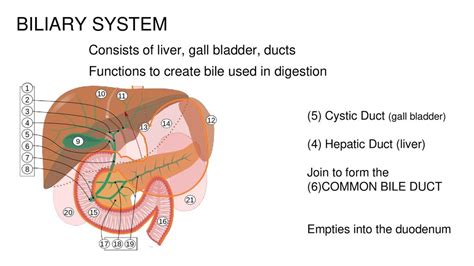 The Digestive System Chapter Ppt Download