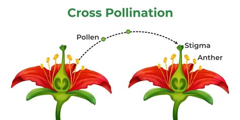 Steps To Cross Pollination