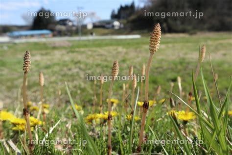 春の風物詩、土筆（つくし）の写真素材 [157681093] イメージマート