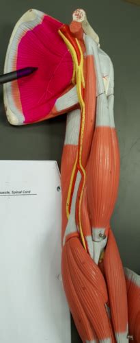 Muscles Of Arm Flashcards Quizlet