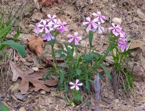 Silene Caroliniana Tumblr Gallery