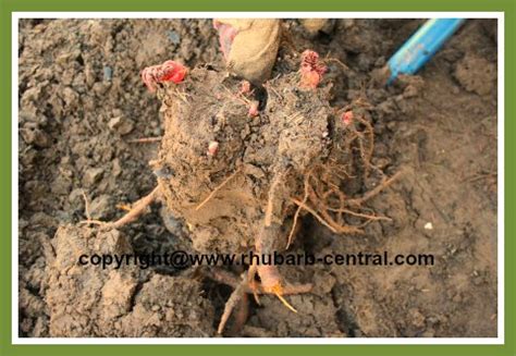 How to Divide Rhubarb Crowns /Roots /Rhizomes - Pictures and Simple Instructions