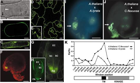 The Feronia Receptor Like Kinase Mediates Male Female Interactions