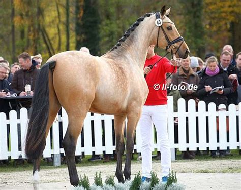 Extra Gold Champion Of The 2021 Westfalian Stallion Licensing Vogue