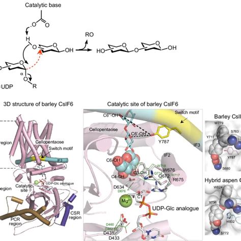 Catalytic Mechanism And The Crystal Structure Of The Barley