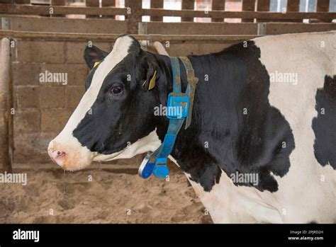 Domestic Cattle Holstein Cattle Close Up Of Head With Collar And