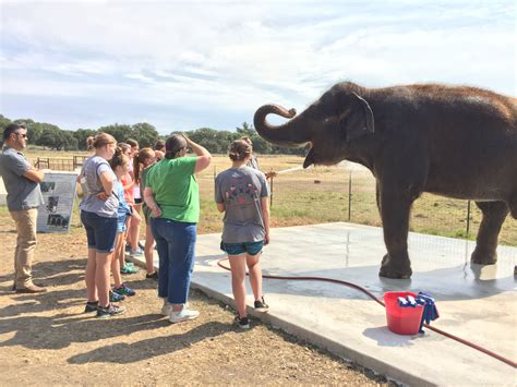 Most People Dont Know You Can Meet Endangered Elephants At This Unique