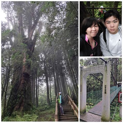 環島 玩 阿里山國家森林遊樂區 巨木群棧道 May執念與直唸 udn部落格