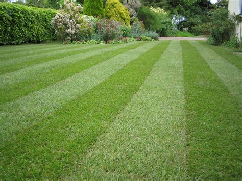 How to Care for Your Lawn Turf | Gardening Blog | Bury Hill Blog