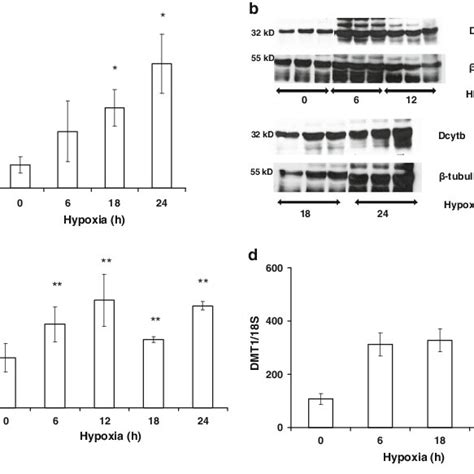 Dcytb MRNA And Protein Expression In Duodenal Tissues From Mice Exposed