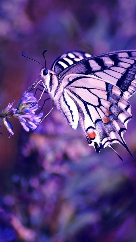 Aesthetic Butterfly Wallpapers Wallpaper Cave