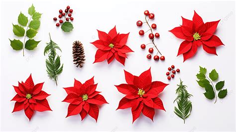 Floral Flat Lay Red Christmas Flower Poinsettia And Thuja Branches On