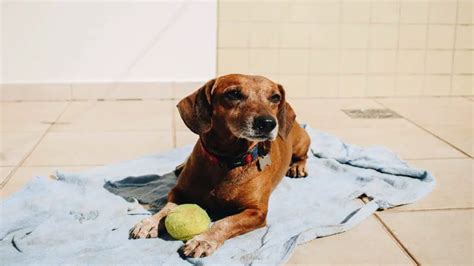 C Mo Saber Si Tu Perro Tiene Calor Lo Que Es Importante Saber Sobre