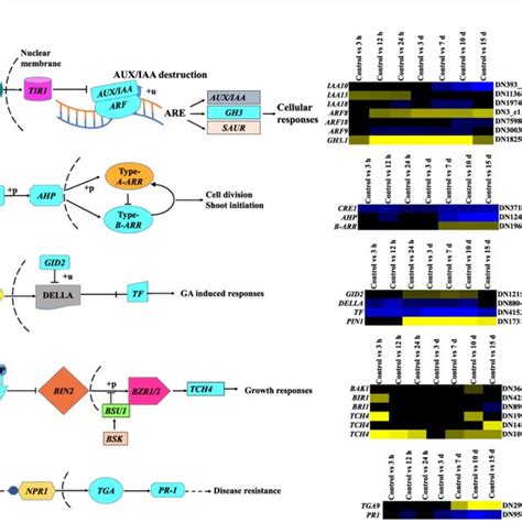 Relative Expression Fold Change Of Unigenes Involved In Key