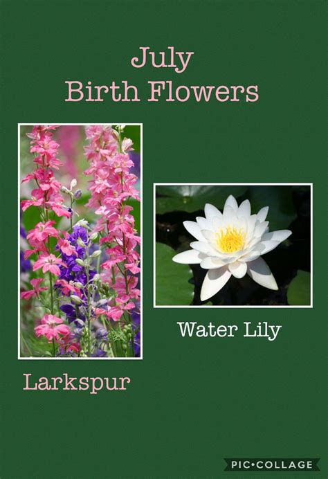 Whats Your Birth Flower According To Korean Tradition Artofit