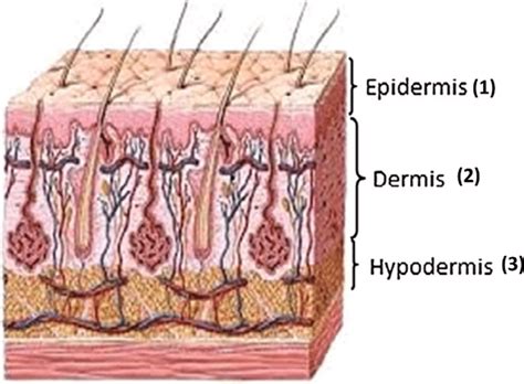 Schematic Representation Of Normal Skin Structure [169] Which Has Download Scientific Diagram