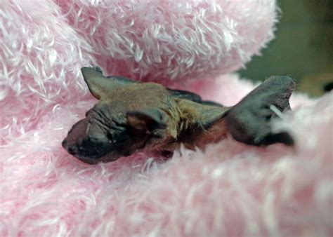 Little bats, little bats, how do you grow? - Bat Conservation & Rescue ...