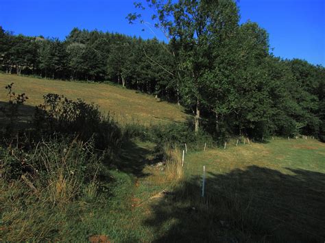 Jakobus H Gel Wald Wiese Bernd Brang Flickr