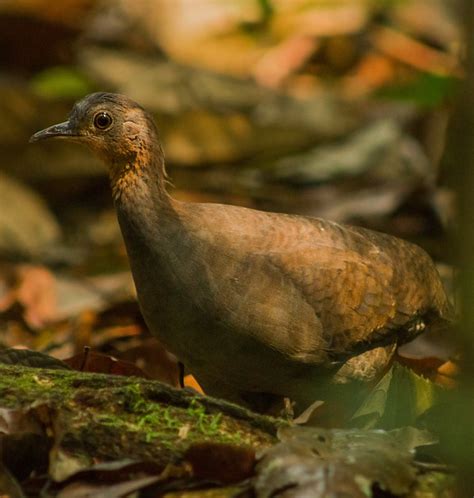 inhambu relógio Crypturellus strigulosus WikiAves A Enciclopédia