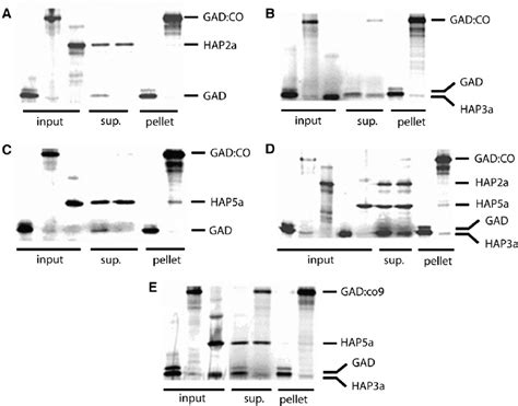 In Vitro Analysis Of The Protein Protein Interactions Observed In Yeast Download Scientific