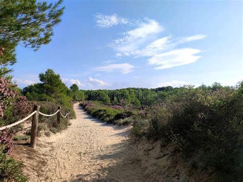 S Albufera Natural Park Editorial Photo Image Of Post 275245716