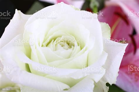 White Rose Stock Photo Download Image Now Anniversary Beauty