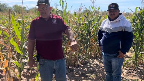 Se está secando el maíz elotero por un hongo en la tierra lamentable