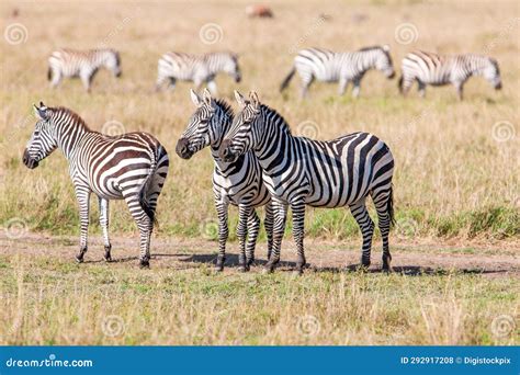 Herd of Zebras stock photo. Image of nature, prey, animal - 292917208