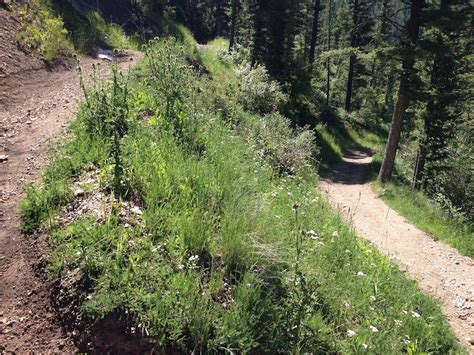 Bear Canyon Multi Trail Bozeman Montana Trailforks