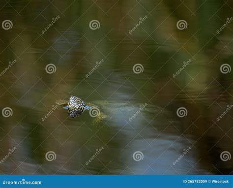 Aquatic Tortoise Swimming in the Water Stock Image - Image of natural ...