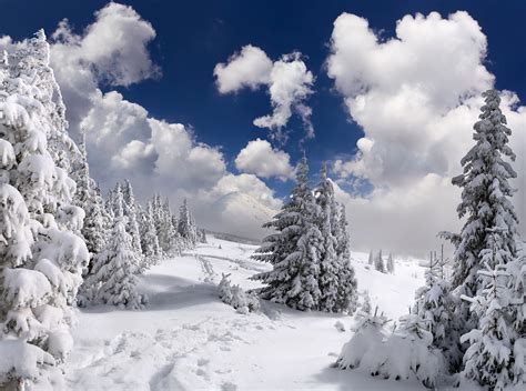 Fondos De Pantalla Pinos Cubiertos De Nieve Bajo Un Cielo Azul Y Nubes