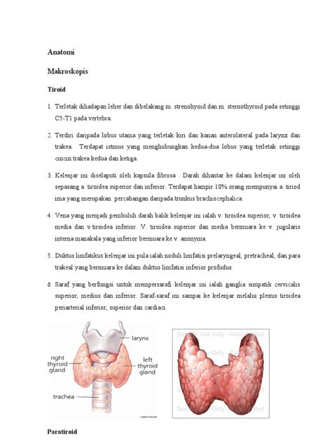 Anatomi Kelenjar Tiroid | PDF